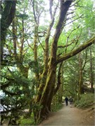 08-OlympicNatlParkWA