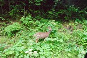 22-OlympicNatlParkWA