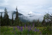 34-OlympicNatlParkWA