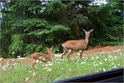 57-OlympicNatlParkWA