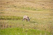 58-BadlandsSD