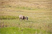 59-BadlandsSD