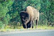 14-RooseveltNatlPark