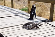 04-Magellanic_PenguinsS