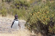 08-Magellanic_PenguinsS