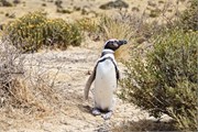10-Magellanic_PenguinsS