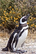 11-Magellanic_PenguinsS