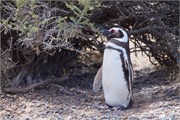 12-Magellanic_PenguinsS