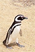 16-Magellanic_PenguinsS