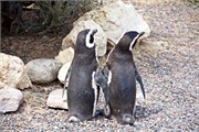 18-Magellanic_PenguinsS