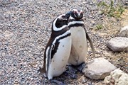 20-Magellanic_PenguinsS