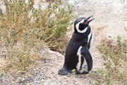 22-Magellanic_PenguinsS