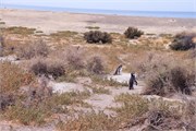 24-Magellanic_PenguinsS