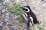 27-Magellanic_PenguinsS
