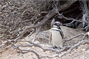 29-Magellanic_PenguinsS