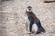 31-Magellanic_PenguinsS