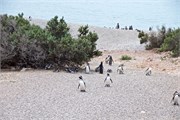 32-Magellanic_PenguinsS