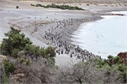 36-Magellanic_PenguinsS