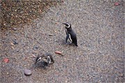 39-Magellanic_PenguinsS