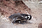 43-Magellanic_PenguinsS