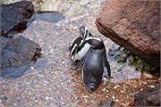 45-Magellanic_PenguinsS