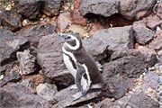 48-Magellanic_PenguinsS