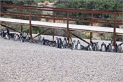 53-Magellanic_PenguinsS