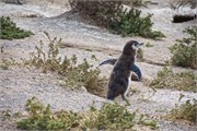 59-Magellanic_PenguinsS