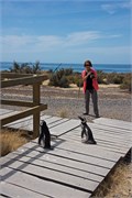 02-Magellanic_PenguinsH