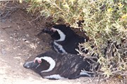 03-Magellanic_PenguinsH