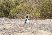 04-Magellanic_PenguinsH