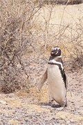 06-Magellanic_PenguinsH