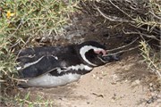 07-Magellanic_PenguinsH