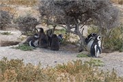 16-Magellanic_PenguinsH