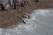25-Magellanic_PenguinsH