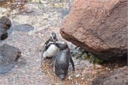 29-Magellanic_PenguinsH