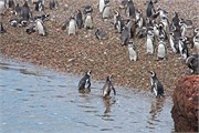 31-Magellanic_PenguinsH