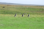 03_Penguins-Susan