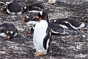 04_Penguins-Susan