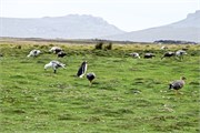 05_Penguins-Susan