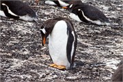 07_Penguins-Susan