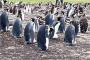 09_Penguins-Susan