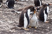 10_Penguins-Susan