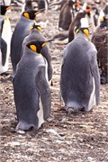 14_Penguins-Susan