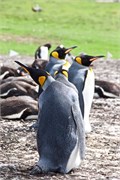 17_Penguins-Susan