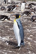 19_Penguins-Susan