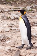 23_Penguins-Susan