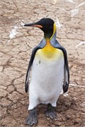25_Penguins-Susan