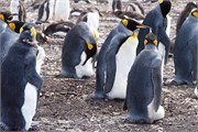 26_Penguins-Susan