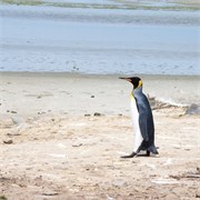 27_Penguins-Susan